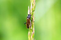 Macrophya duodecimpunctata