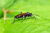 Macrophya duodecimpunctata