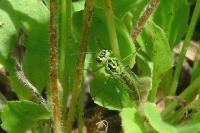Rhogogaster chlorosoma