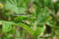 Rhogogaster chlorosoma