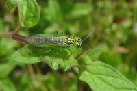 Rhogogaster chlorosoma