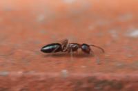 Colobopsis truncata