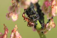 Formica pratensis