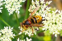 Dolichovespula media