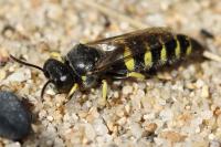 Bembecinus tridens