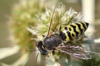 Bembix oculata