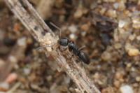 Tapinoma erraticum