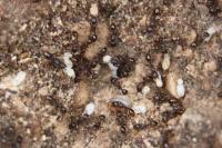 Tetramorium