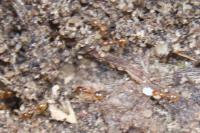 Solenopsis fugax