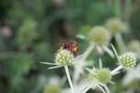 Vespa crabro