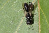 Pemphredon lugubris