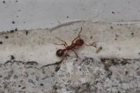 Myrmica specioides