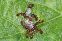 Temnothorax