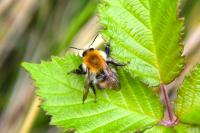 Bombus pascuorum