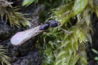 Hypoponera eduardi