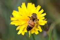 Apis mellifera
