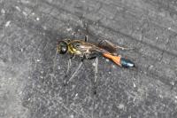 Ammophila sabulosa