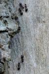 Dolichoderus quadripunctatus
