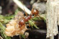 Myrmica ruginodis