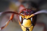 Vespa crabro