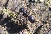 Lasius fuliginosus