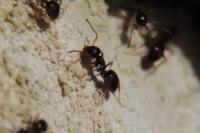 Lasius