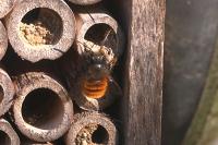 Osmia cornuta