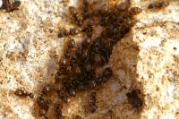 Lasius