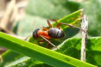 Formica sanguinea