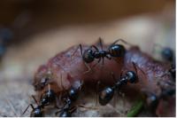 Lasius fuliginosus