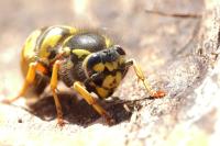Vespula germanica