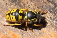 Vespula germanica