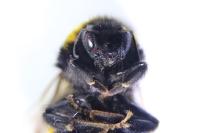 Bombus terrestris