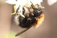 Bombus hypnorum