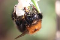 Bombus hypnorum