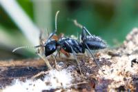 Camponotus vagus