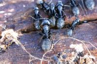 Camponotus vagus