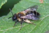 Colletes cunicularius