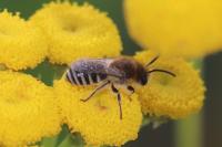 Colletes