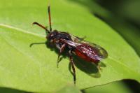 Nomada