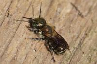 Osmia caerulescens