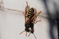 Polistes dominula