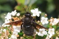 Xylocopa violacea