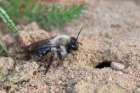 Andrena vaga