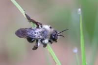 Andrena vaga