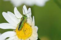 Rhogogaster chlorosoma