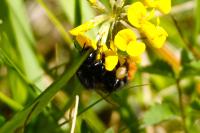 Bombus lapidarius