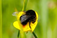 Bombus lapidarius