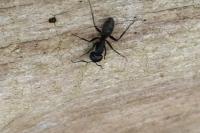 Camponotus vagus