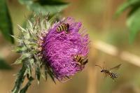 Halictus scabiosae